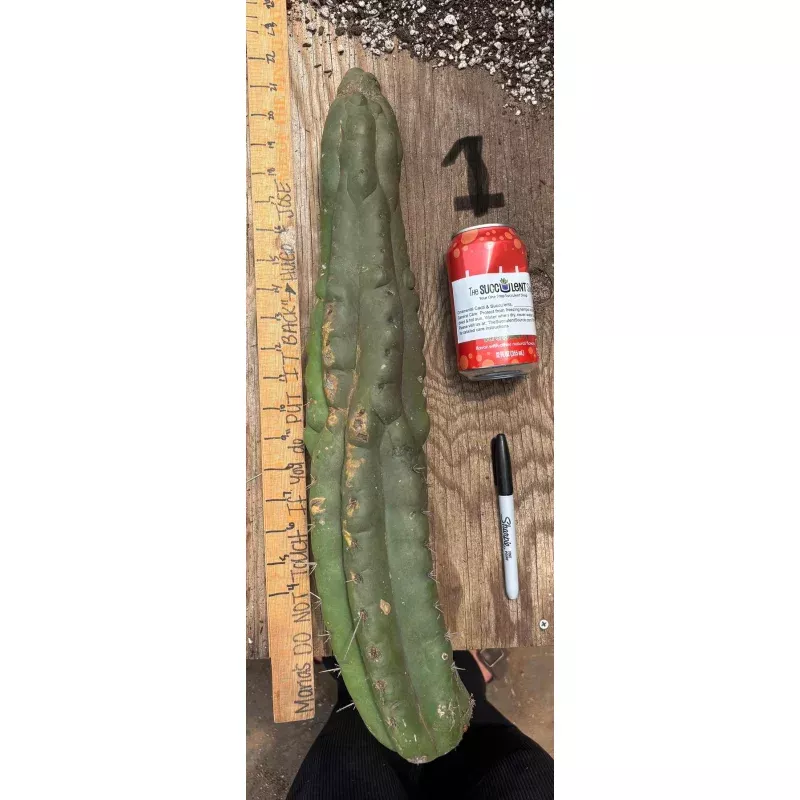 #EC140 EXACT Trichocereus Pachanoi Monstrose TPM TLC Cactus Cuttings