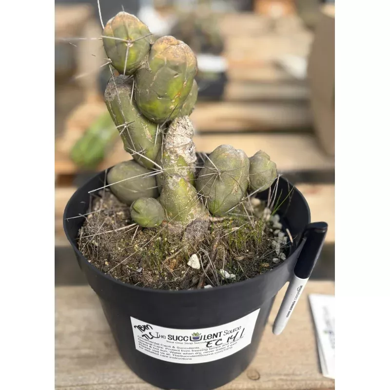 #EC141 EXACT Trichocereus Bridgesii Monstrose TBM Penis Cactus TLC