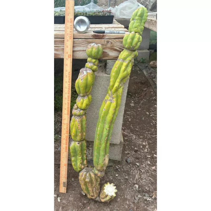 #EC143 EXACT Trichocereus Pachanoi PC Cactus Cutting 35