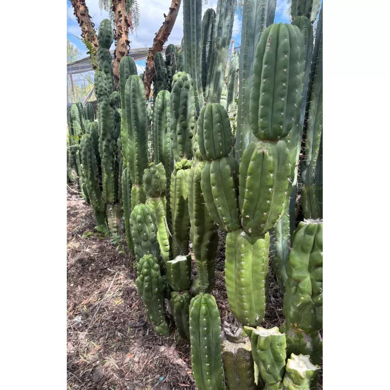 #EC144 Trichocereus Pachanoi Monstrose TPM Cactus Cuttings