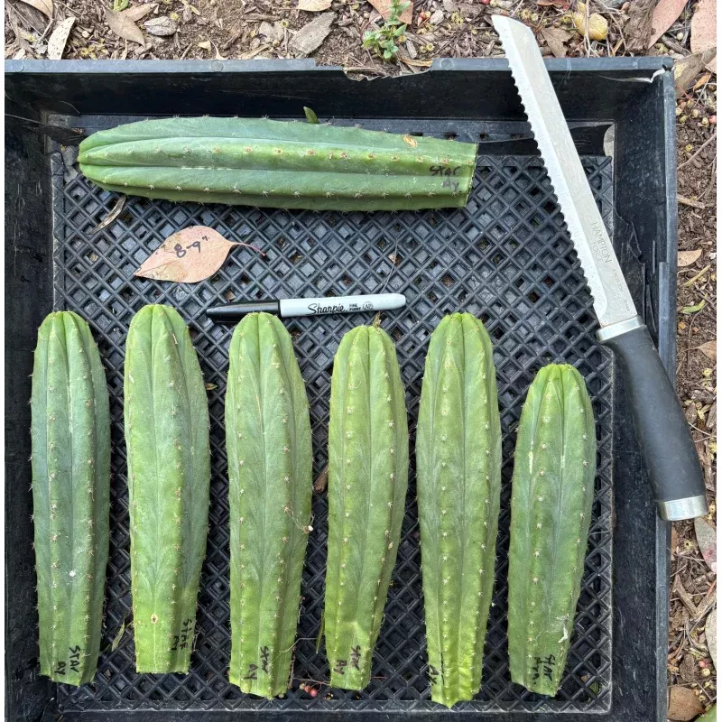 #EC145 EXACT Trichocereus Pachanoi Star Ayacucho Cactus cuttings 8-9