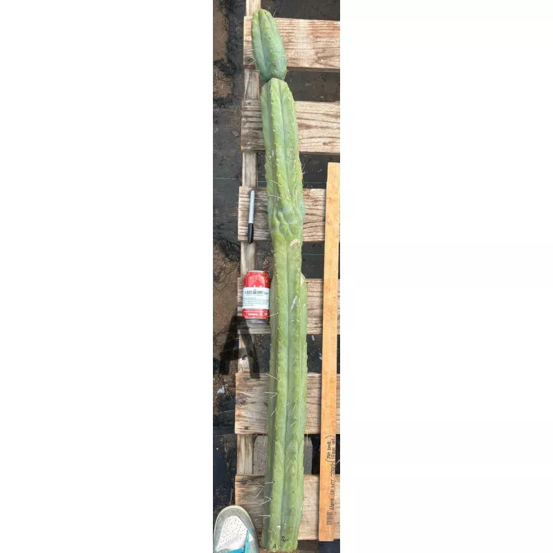 #EC147 EXACT Trichocereus Bridgesii Jiimz Twin Spinez LONG Cactus Cuttings