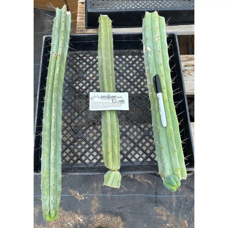 #EC148 EXACT Trichocereus Bridgesii Jiimz Cactus Cutting TLC Bargain Lot