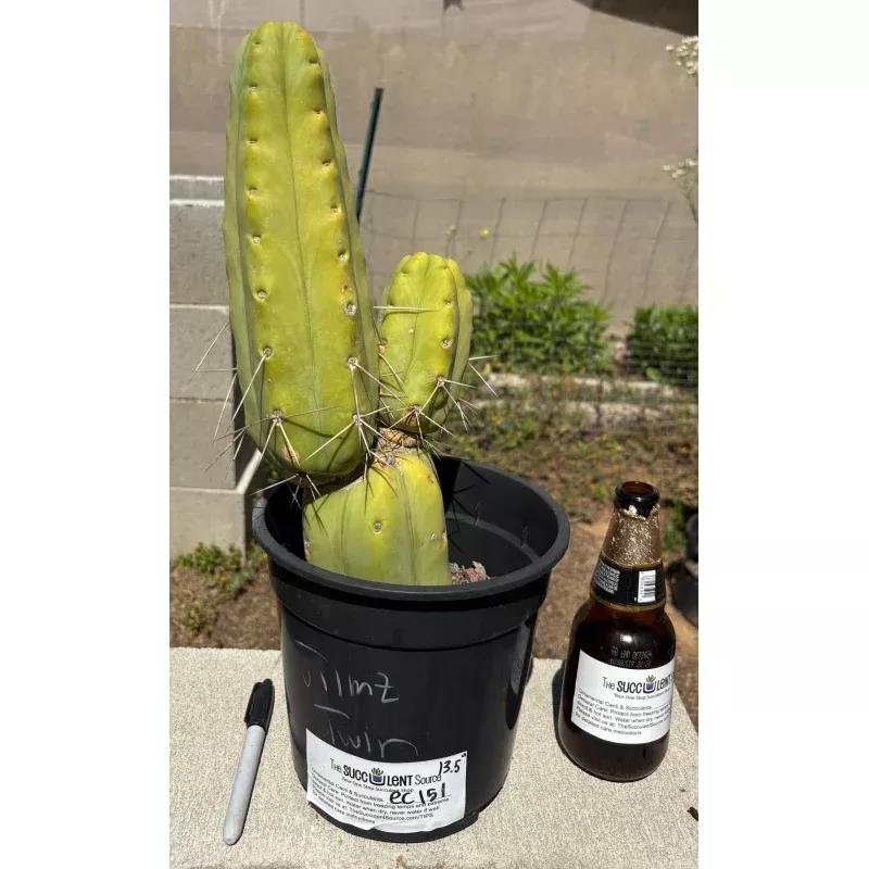 #EC151 EXACT Trichocereus Bridgesii Twin Spine Ornamental Cactus 13.5