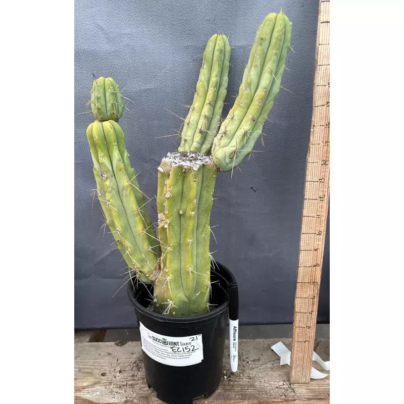 #EC152 EXACT Trichocereus Jiimz Bridgesii Cactus 21