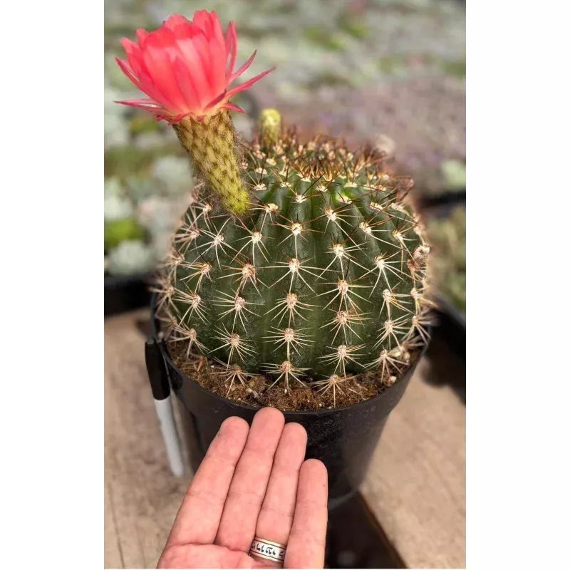 #EC155 Trichocereus Copper Barrel Cactus 8 Container
