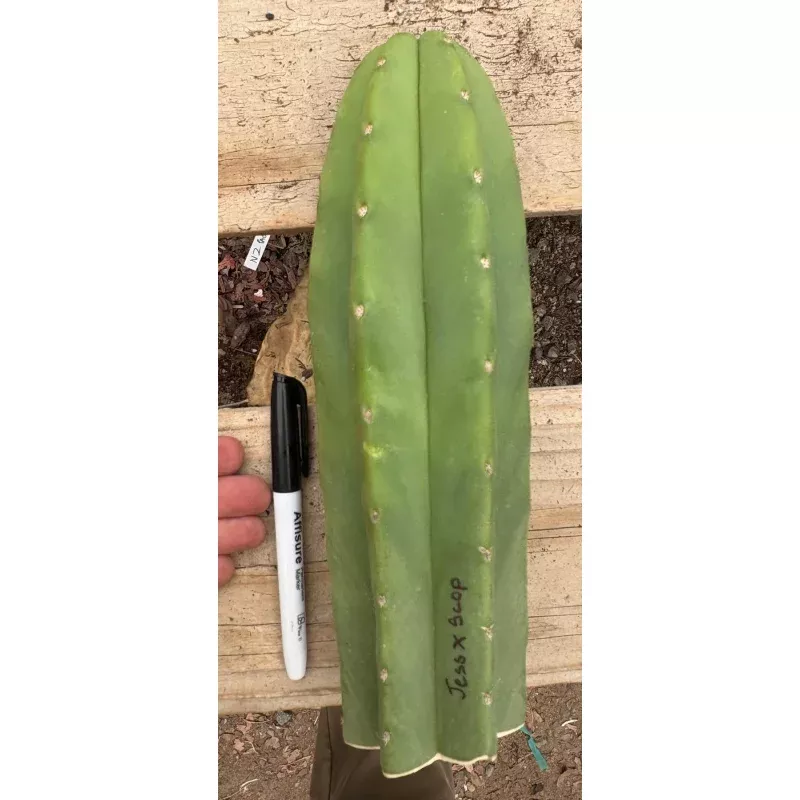 #EC161 EXACT Trichocereus Pachanoi Jessica X Scopulicola cutting 10-12