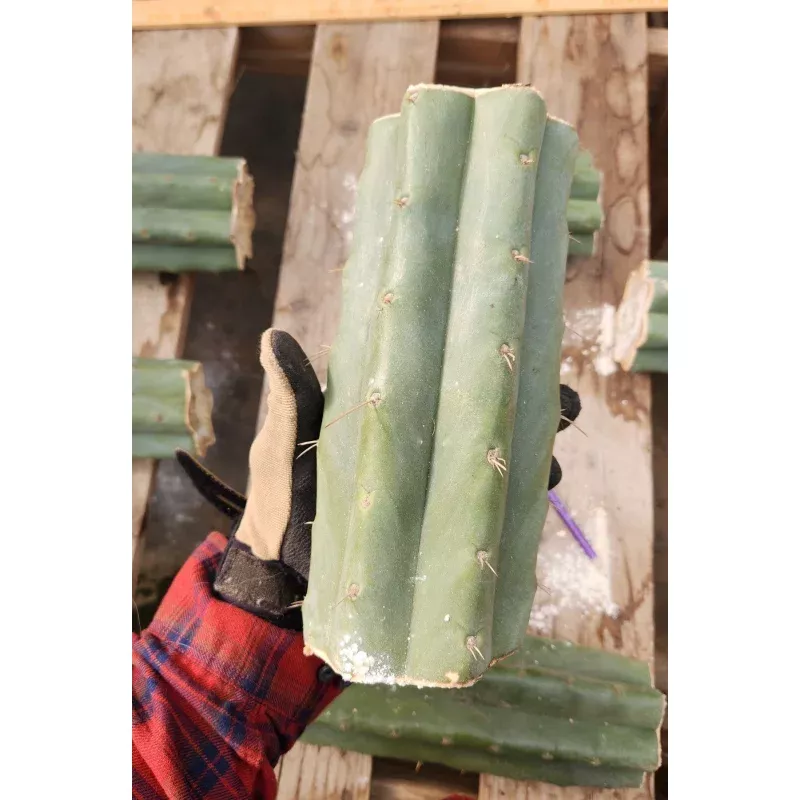 #EC166 EXACT Trichocereus Huanucoensis Jiimz Big Mac aka P7 Cactus 8 Cutting