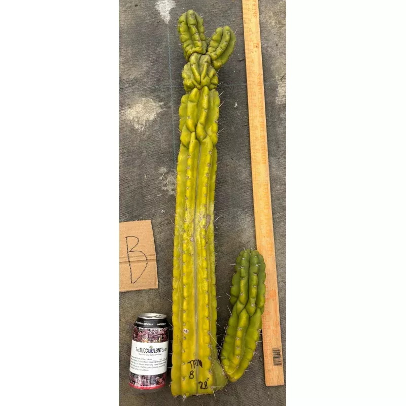 #EC169 EXACT Trichocereus Pachanoi Monstrose TPM Cactus TLC Cuttings A-J