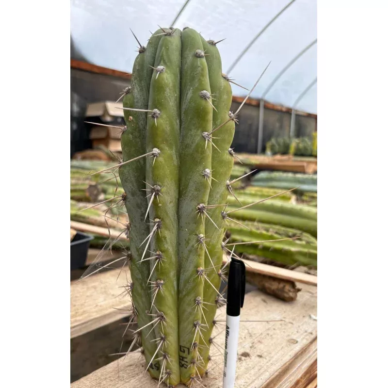 #EC17 EXACT Trichocereus Peruvianus GH8 Landrace 12.5