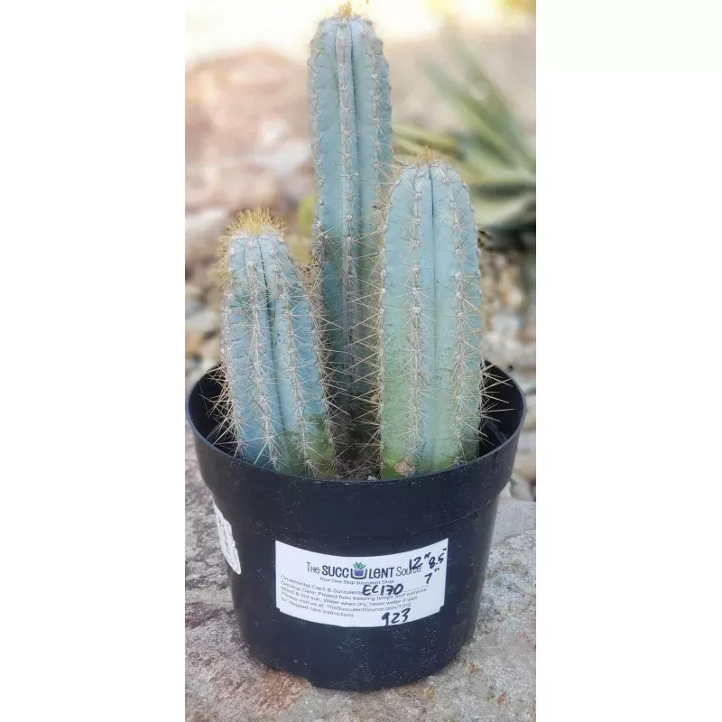 #EC170 EXACT Pilosocereus Azureus Blue Candle Ornamental Cactus cuttings 12, 8.5, 7