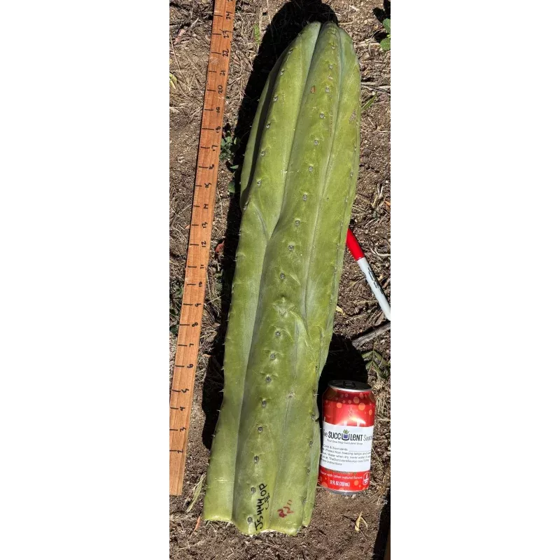#EC173 EXACT Trichocereus Variety of Long Cuttings