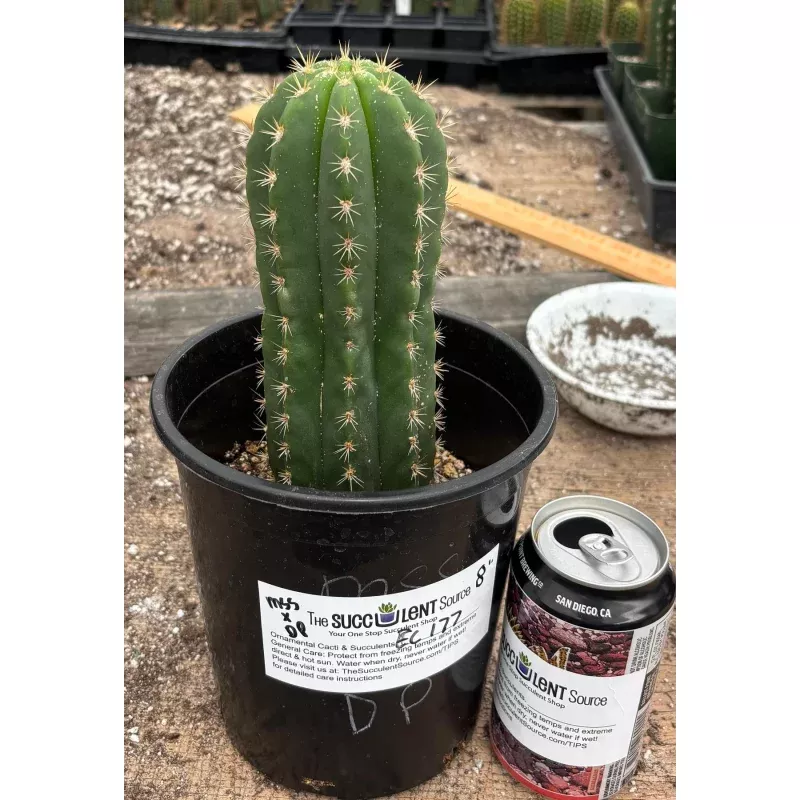 #EC177 EXACT TLC Trichocereus Hybrid Scopulicola MSS X Dawsons Pascana Cactus 8