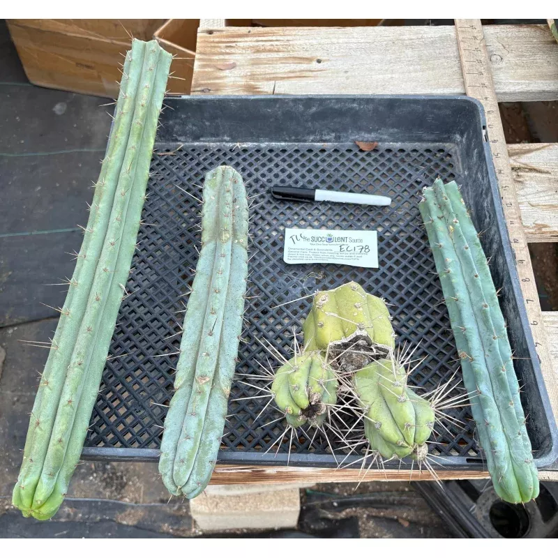 #EC178 EXACT Trichocereus Bridgesii ornamental TLC cactus cutting All TIPS Lot