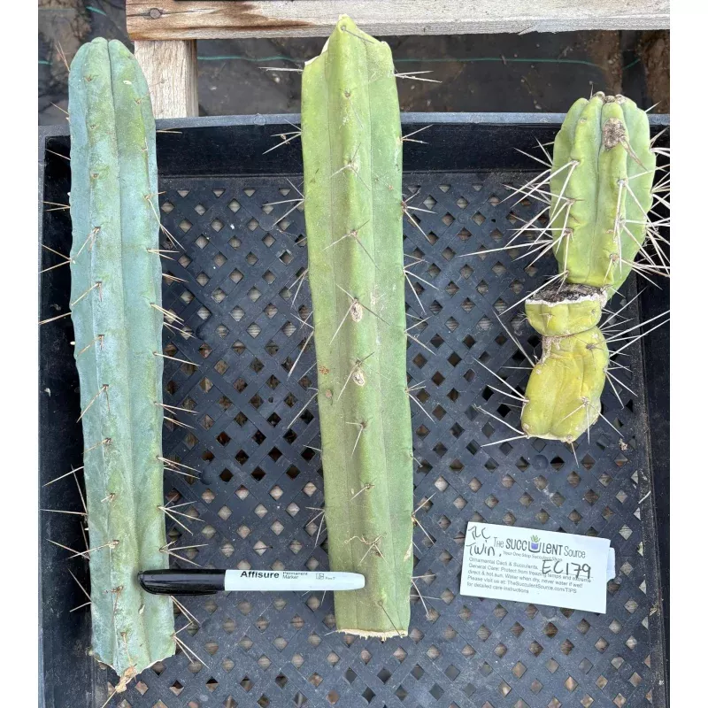 #EC179 EXACT Trichocereus Jiimz Bridgesii Twin Spine TLC Cutting Cactus Lot