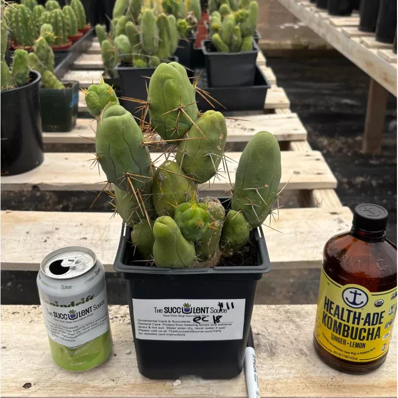 #EC18 EXACT Trichocereus Bridgesii Monstrose TBM Penis Ornamental Cactus