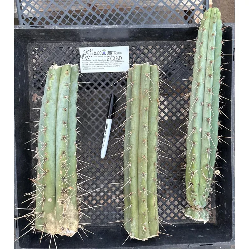 #EC180 EXACT Trichocereus Bridgesoid SunSpine TLC Ornamental Cactus Cutting Lot