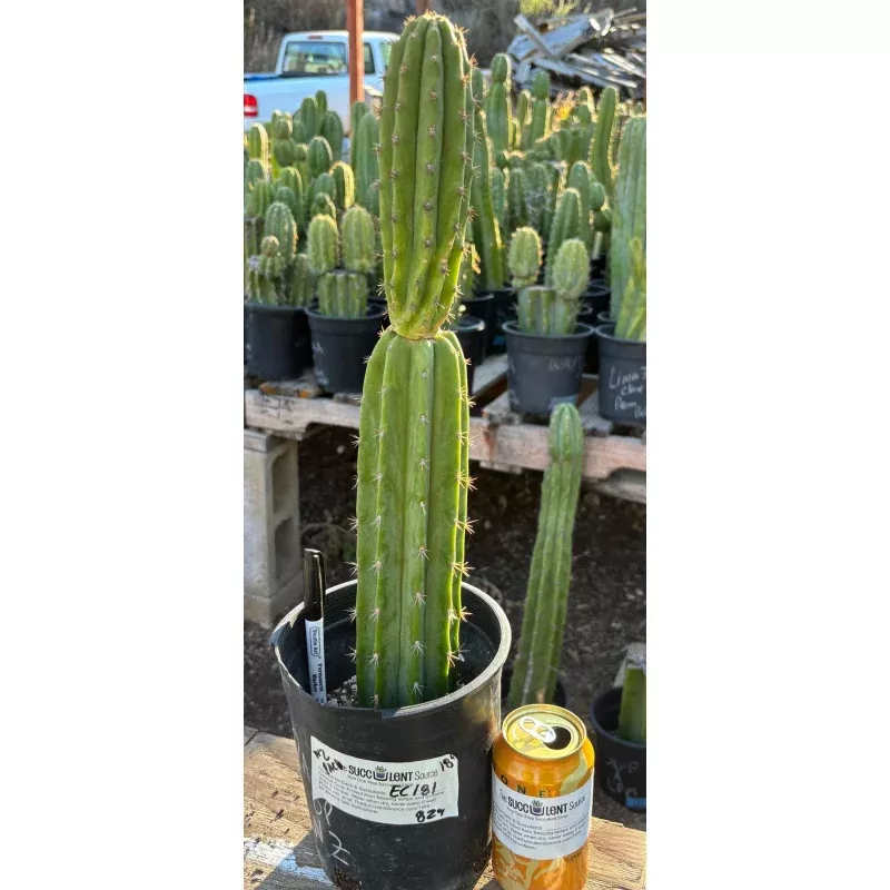 #EC181 EXACT Trichocereus Pachanoi Op New Zealand Cactus Potted 18