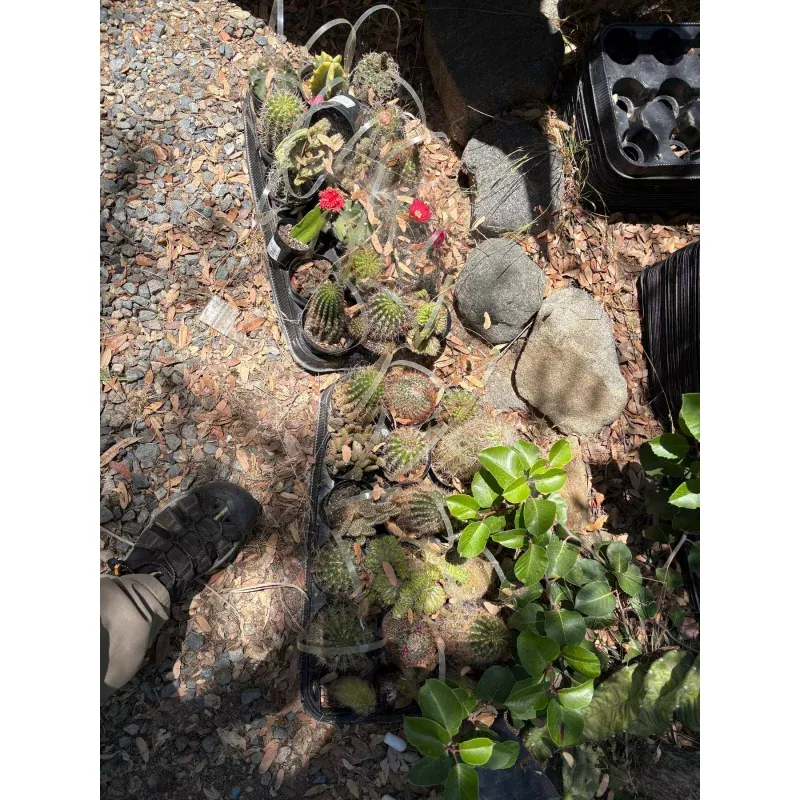#EC182 EXACT Lot of TLC Bargain Special mixed Cactus