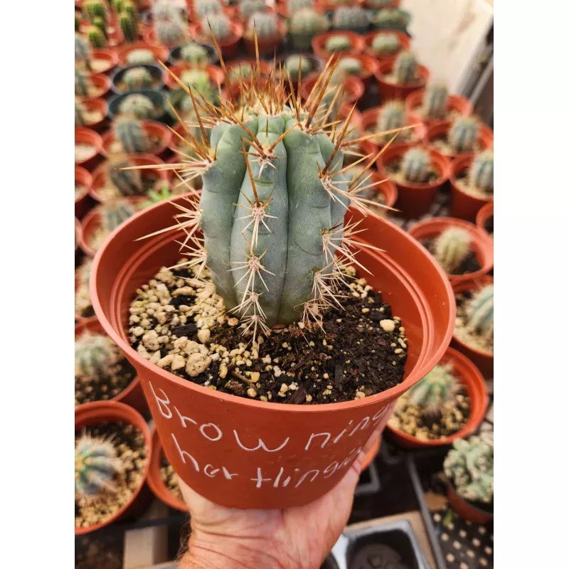 #EC183 EXACT Browningia Hertlingiana Ornamental Cactus