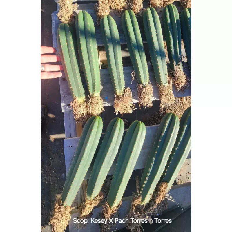 #EC185 Trichocereus Hybrid BARGAIN SPECIAL (1 unit) Cactus Bare Root Specimens