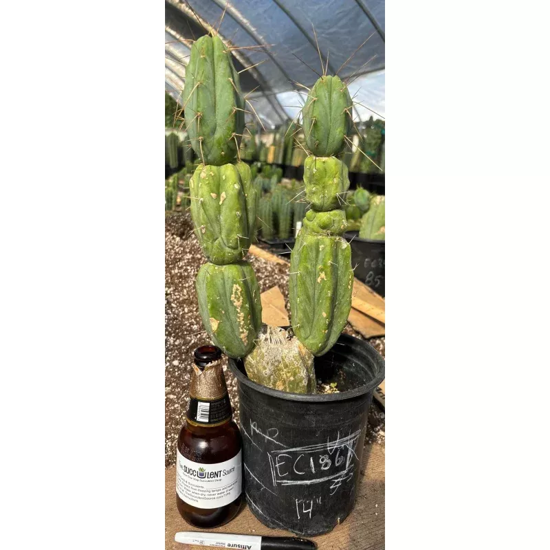 #EC186 EXACT Trichocereus Jiimz Bridgesii Cactus 14