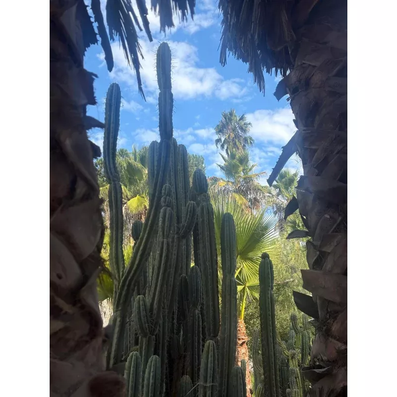 #EC189 EXACT Trichocereus Mutt Cactus Cuttings 36+