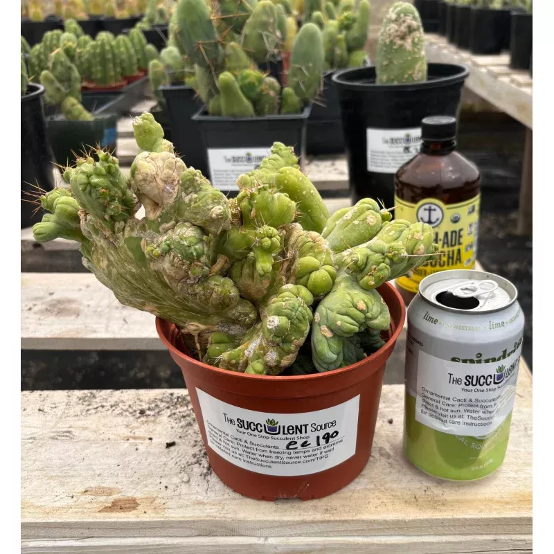 #EC190 EXACT Trichocereus Bridgesii Monstrose Crest TBMC Ornamental Cactus