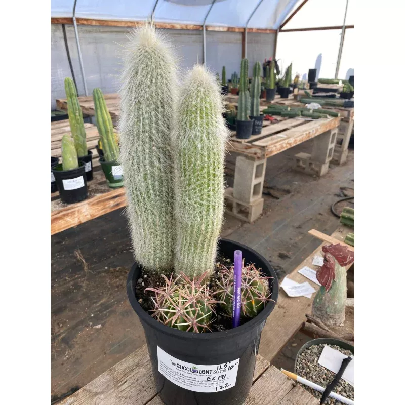 #EC191 EXACT Espostoa Ornamental Cactus 11.5 10