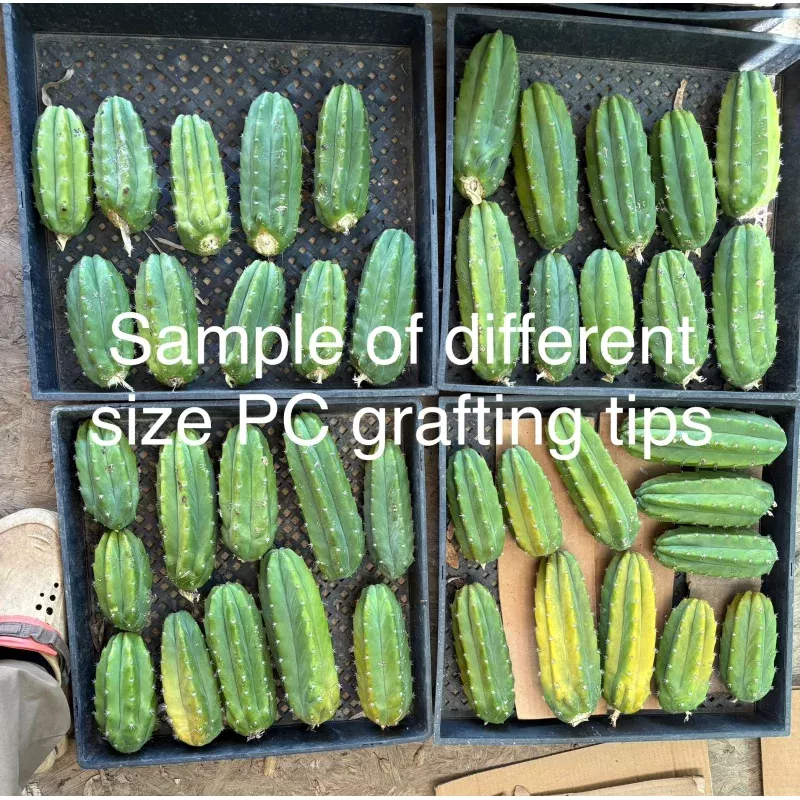 #EC192 EXACT Trichocereus Pachanoi PC Grafting Dream 30lbs of tips!