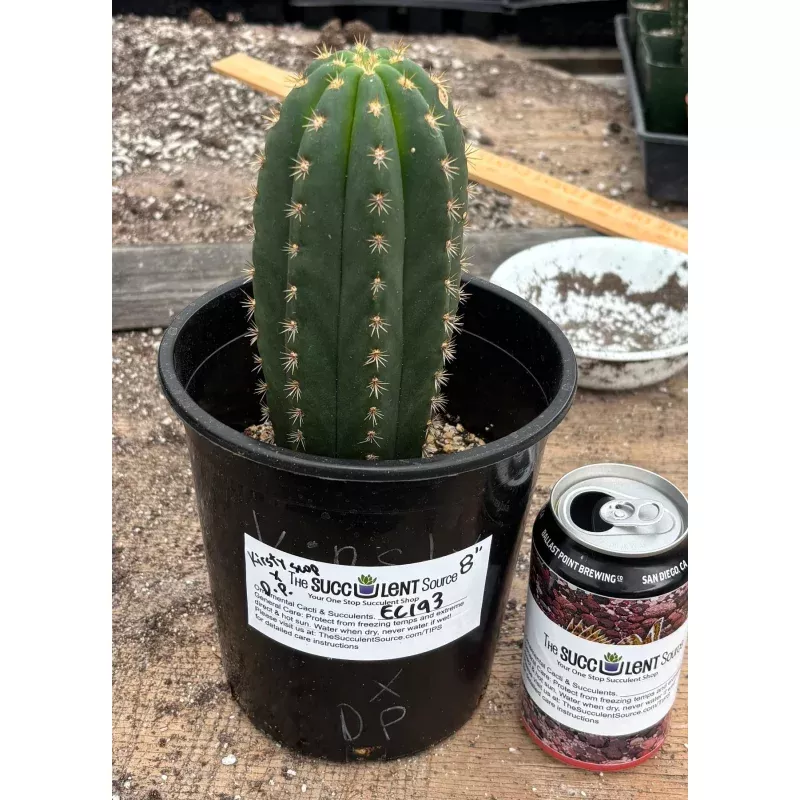 #EC193 EXACT Trichocereus Scopulicola Kirsty X Dawsons Pascana Cactus 8