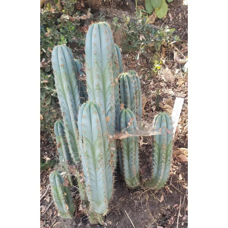 #EC195 Trichocereus Peruvianus TSSBP505 Ornamental Cactus Cutting 6-7