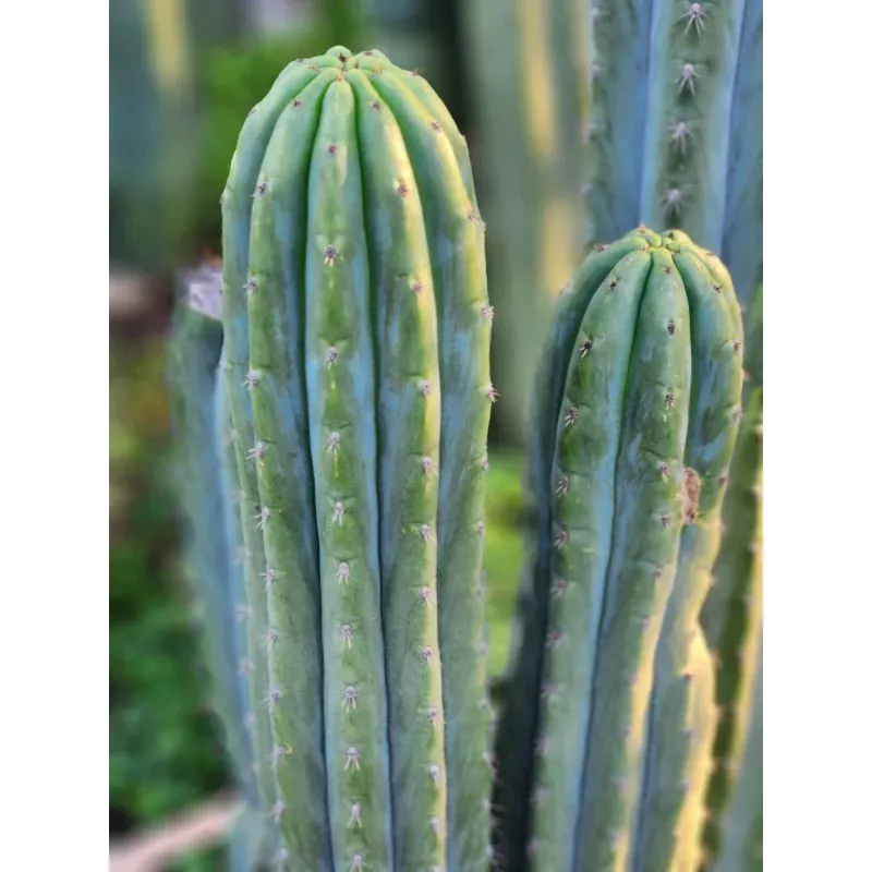 #EC196 EXACT trichocereus Peruvianus Rancho Ornamental Cactus Cuttings and Potted