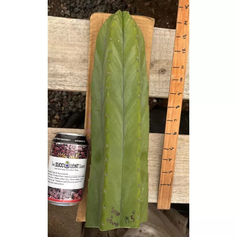 #EC199 EXACT Trichocereus Scopulicola X Pachanoi Oscar Cactus Cutting 14.5