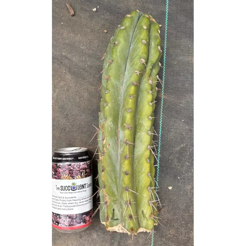 #EC20 EXACT Trichocereus Peruvianus TSSBP Blue Peru Cactus Cutting 12