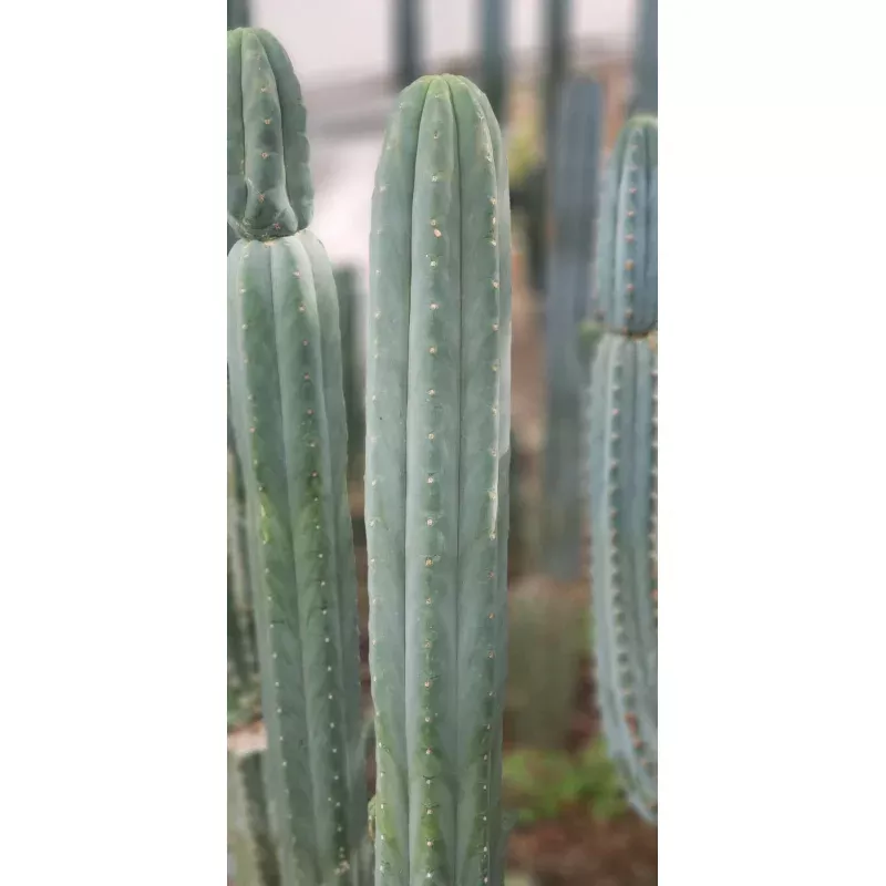 #EC200 EXACT Trichocereus Pachanoi BGH Cactus cutting