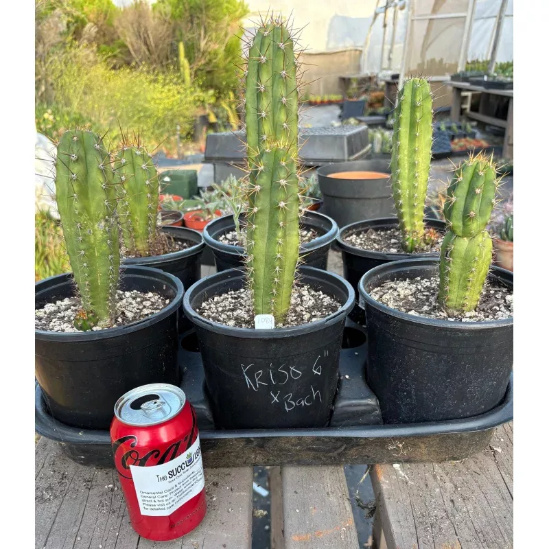 #EC201 EXACT Trichocereus Hybrid Pachanoi Kriso X Pachanoi Bach Cactus 6 potted