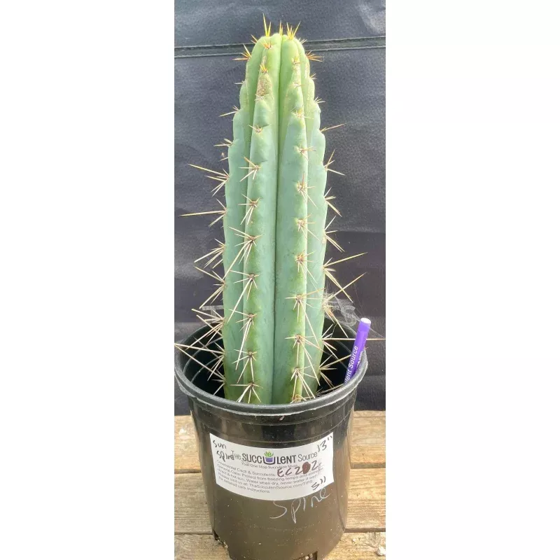 #EC202 EXACT Trichocereus Bridgesoid SunSpine Ornamental Cactus 12.5
