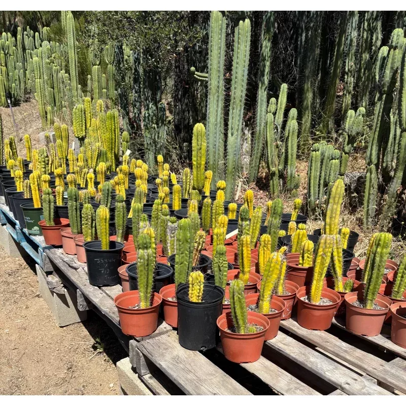 #EC203 EXACT Trichocereus TLC Bargain 5 Potted Hybrid Special