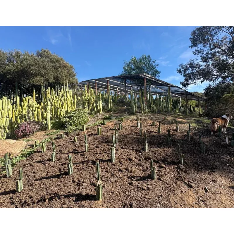 #EC204 EXACT Trichocereus Bridgesii Psychonaut aka Psycho Cactus Cutting 8