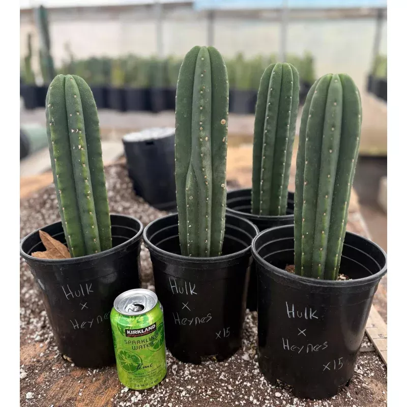 #EC205 EXACT Trichocereus Hybrid Scopulicola Hulk X Scop Heynes Cactus 9-12 potted
