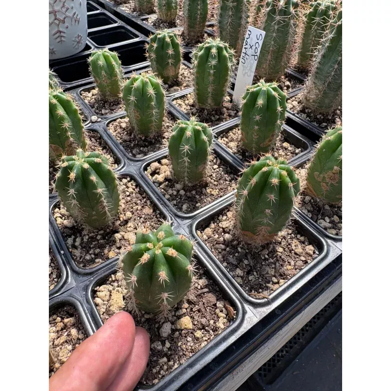 #EC206 Trichocereus Hybrid Scop X Peruvianus Martin Cactus Seedling