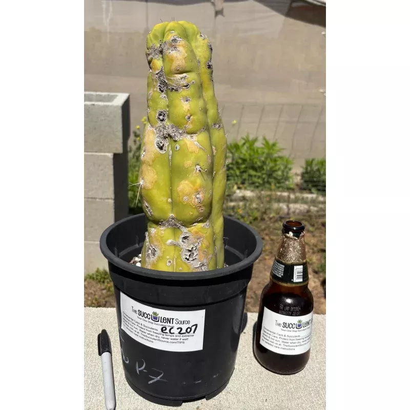 #EC207 EXACT Jiimz Huanucoensis P7 Trichocereus potted 12