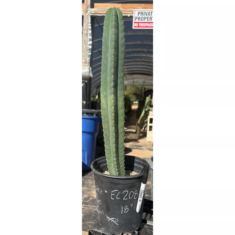 #EC208 EXACT Trichocereus Hybrid Scop Kesey X Pachanoi Torres n Torres Cactus