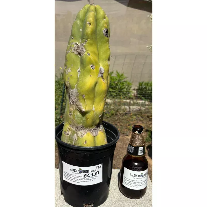 #EC209 EXACT Trichocereus