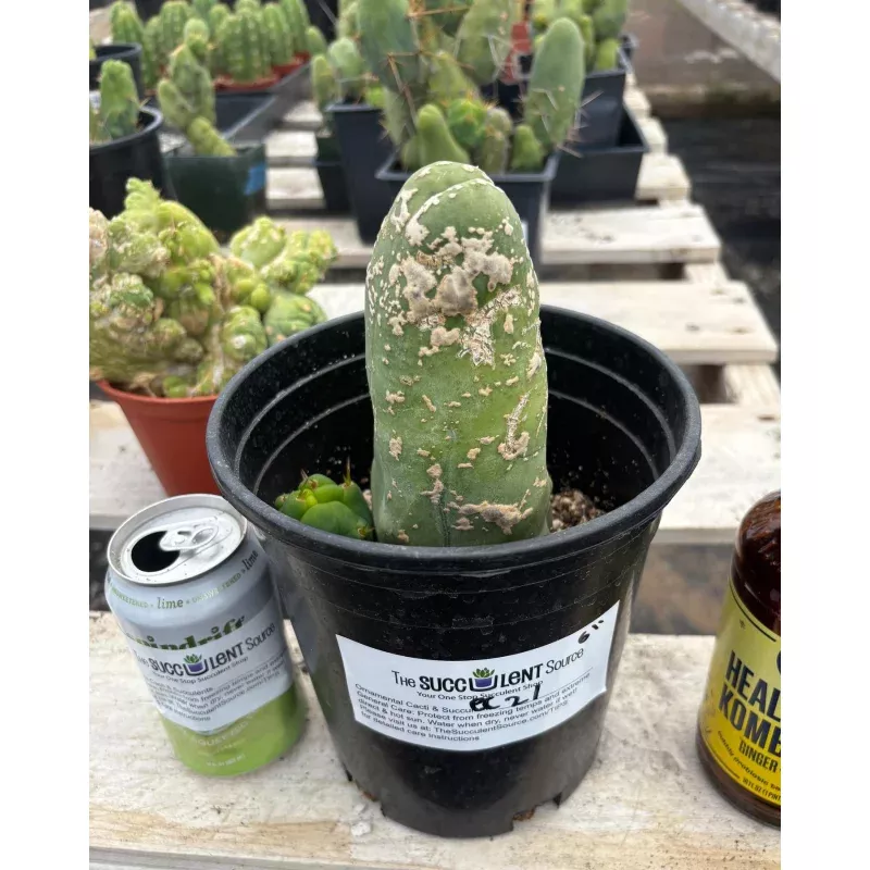 #EC21 EXACT Trichocereus Bridgesii Monstrose TBM Long Form penis Cactus 6