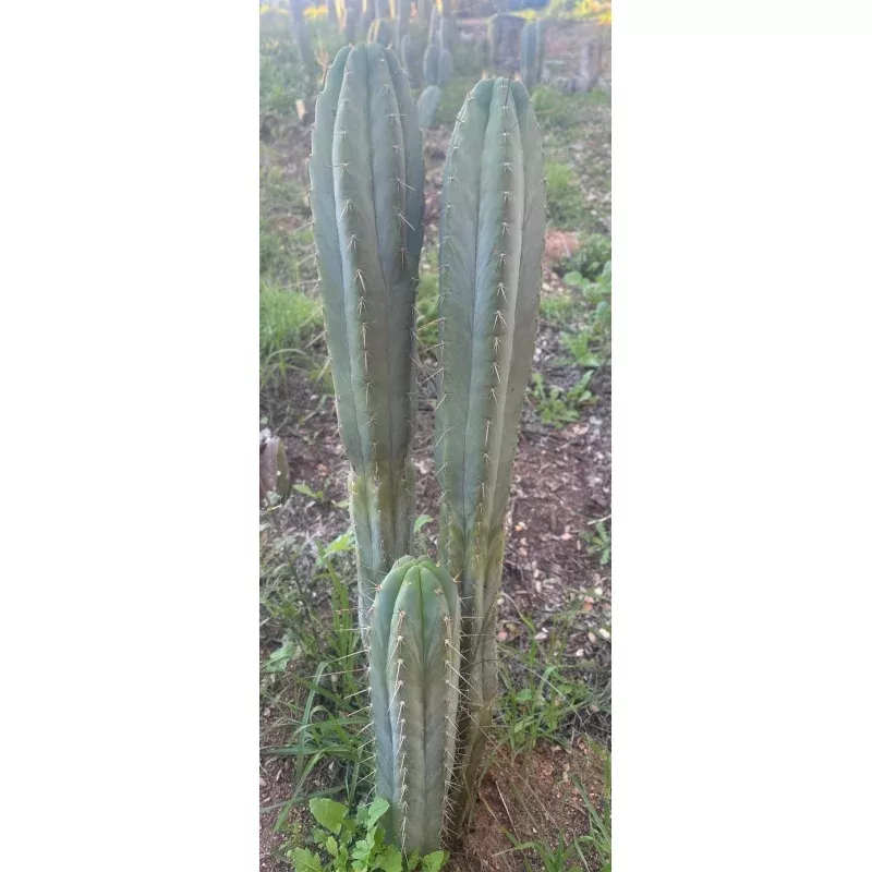 #EC211 EXACT Trichocereus Pachanoi Yowie X Monassa Blue Cactus 10 Cutting
