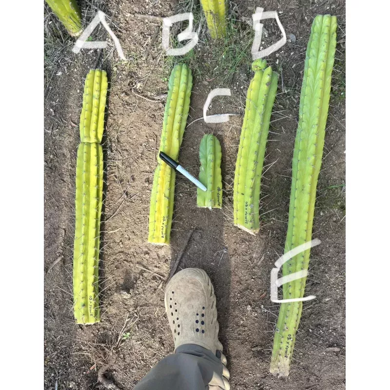 #EC212 EXACT Trichocereus SS02 X Pachanoi Yowie Cactus Cuttings