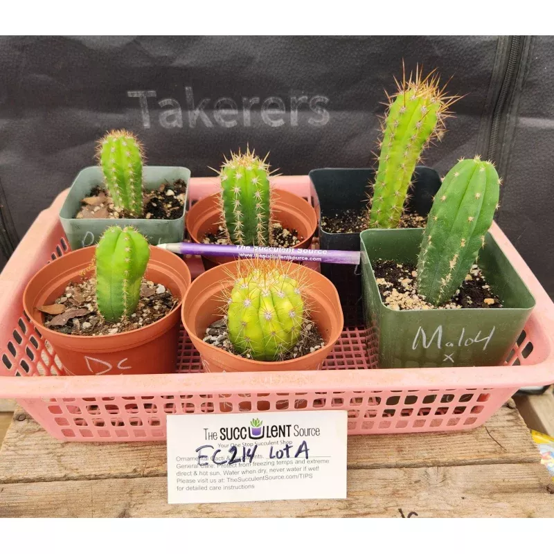 #EC214 EXACT Trichocereus Hybrid Potted Cactus LOT