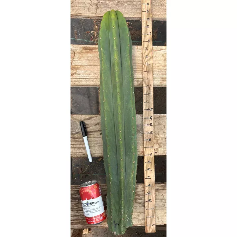 #EC216 Exact Trichocereus Hybrid Sharxx X Zed Scop 25 Cutting
